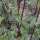 Valeriaan (Valeriana officinalis) bio zaad