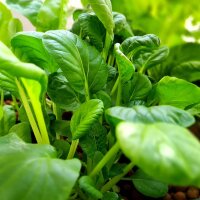 Paksoi Tai Sai (Brassica rapa subsp. chinensis)...