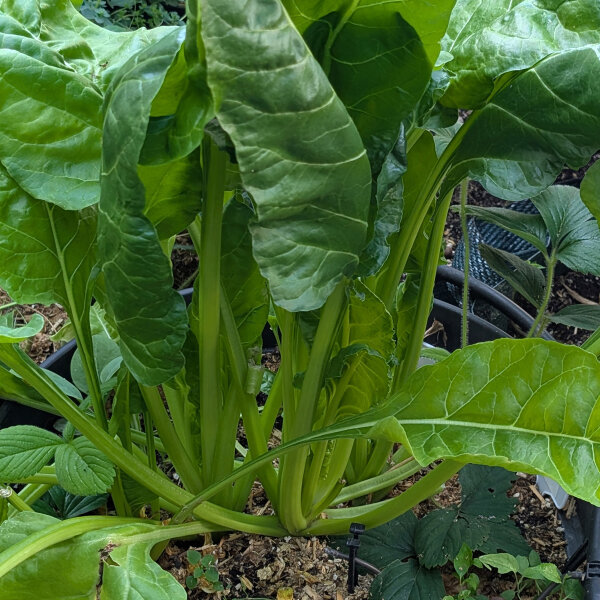 Eeuwige spinazie Erbette (Beta vulgaris ssp. vulgaris) bio zaad