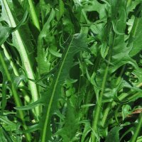 Molsla / paardenbloemsalade Catalogna foglie frastagliate...