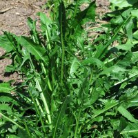 Molsla / paardenbloemsalade Catalogna foglie frastagliate (Cichorium intybus var. foliosum) bio zaad