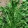 Molsla Catalogna foglie frastagliate (Cichorium endivia) Bio zaad