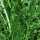 Molsla / paardenbloemsalade Catalogna foglie frastagliate (Cichorium intybus var. foliosum) bio zaad