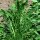 Molsla / paardenbloemsalade Catalogna foglie frastagliate (Cichorium intybus var. foliosum) bio zaad