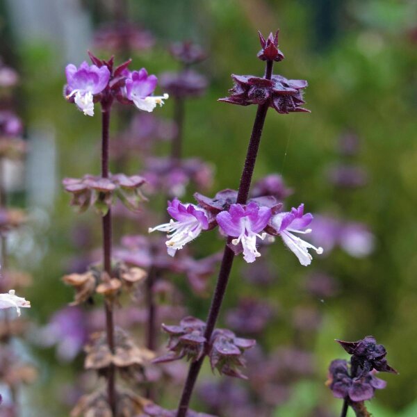 Thaise basilicum (Ocimum basilicum) bio zaad