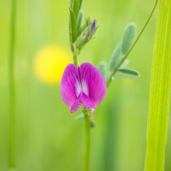 Voederwikke (Vicia sativa) bio zaad