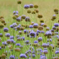 Zandblauwtje (Jasione montana) zaden