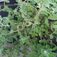 Syrische oregano Zatar (Origanum syriacum) bio zaad