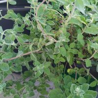 Syrische Oregano Zatar (Origanum syriacum) bio zaad