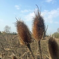 Mix van wilde bloemen  (10g passend für ca. 5m² oppervlakte) bio