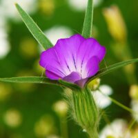 Mix van wilde bloemen  (10g passend voor ca. 5m² oppervlakte) bio