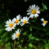 Mix van wilde bloemen  (10g passend für ca. 5m² oppervlakte) bio