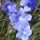 Mix van wilde bloemen  (10g passend voor ca. 5m² oppervlakte) bio
