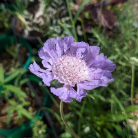 Lavendelkleurige Kaukasisch duifkruid (Scabiosa...