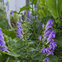 Baikal glidkruid / Chinees glidkruid (Scutellaria...