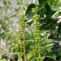 Baikal glidkruid / Chinees glidkruid (Scutellaria...