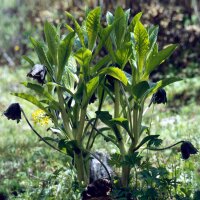 Himalaya alruin (Mandragora caulescens)