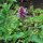 Dropnetel / anijs-dropnetel (Agastache foeniculum) bio zaad