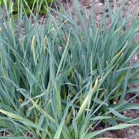 Pittige gele ui (Allium obliquum) bio zaad