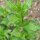 Aarmunt / Groene Munt (Mentha viridis) bio zaad