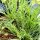 Hertshoornweegbree (Plantago coronopus) bio zaad