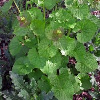 Look-zonder-look (Alliaria petiolata) bio zaad