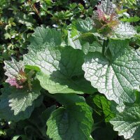 Look-zonder-look (Alliaria petiolata) bio zaad
