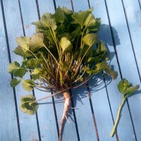 Look-zonder-look (Alliaria petiolata) bio zaad