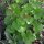 Look-zonder-look (Alliaria petiolata) bio zaad
