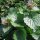 Look-zonder-look (Alliaria petiolata) bio zaad