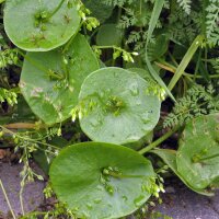 Postelein (Montia perfoliata) bio zaad