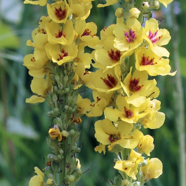 Zwarte toorts (Verbascum nigrum) bio zaad