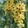 Zwarte toorts (Verbascum nigrum) bio zaad