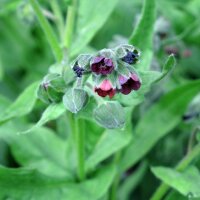 Veldhondstong (Cynoglossum officinale) bio zaad