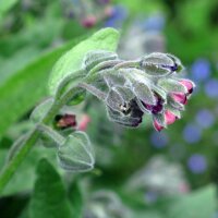 Veldhondstong (Cynoglossum officinale) bio zaad