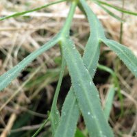 Sikkelkruid (Falcaria vulgaris) bio zaad