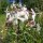 Echt zeepkruid (Saponaria officinalis) bio zaad