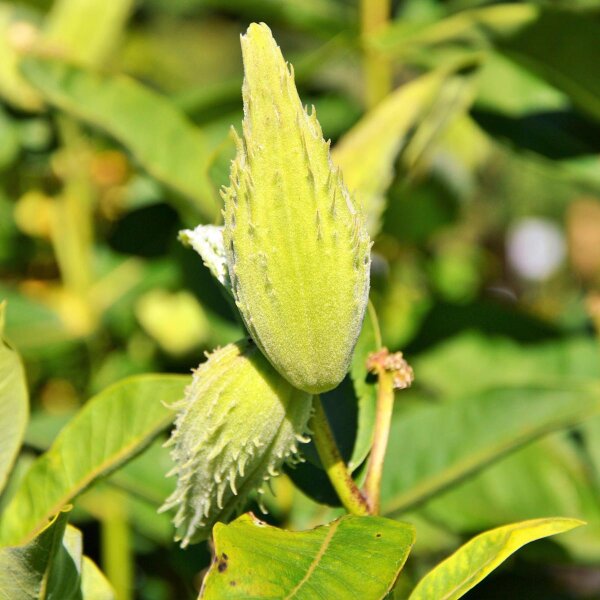 Knolzijdeplant (Asclepias tuberosa) zaden