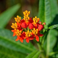 Knolzijdeplant (Asclepias tuberosa) zaden