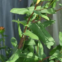 Grindelia / Groot rubberkruid (Grindelia robusta) zaden