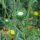 Grindelia / Groot rubberkruid (Grindelia robusta) zaden