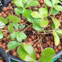 Scharlaken aardbei (Fragaria virginiana) zaden