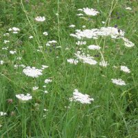 Wilde wortel (Daucus carota ssp. carota) bio zaad