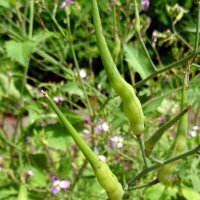 Rattenstaart radijs (Raphanus caudatus) bio zaad