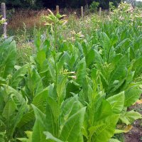 Tabak Badischer Geudertheimer (Nicotiana tabacum) bio zaad