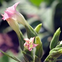 Tabak Badischer Geudertheimer (Nicotiana tabacum) bio zaad