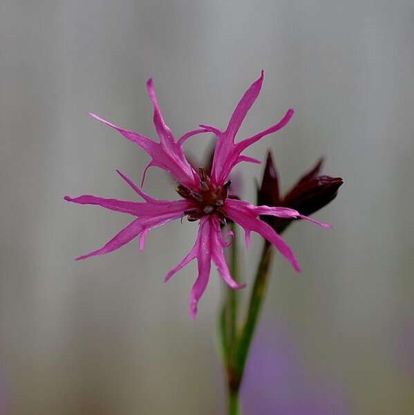 Echte koekoeksbloem (Lychnis flos-cuculi) bio zaad