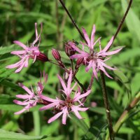 Echte koekoeksbloem (Lychnis flos-cuculi) bio zaad