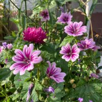 Tuinkaasjeskruid Zebrina (Malva sylvestris) bio zaad