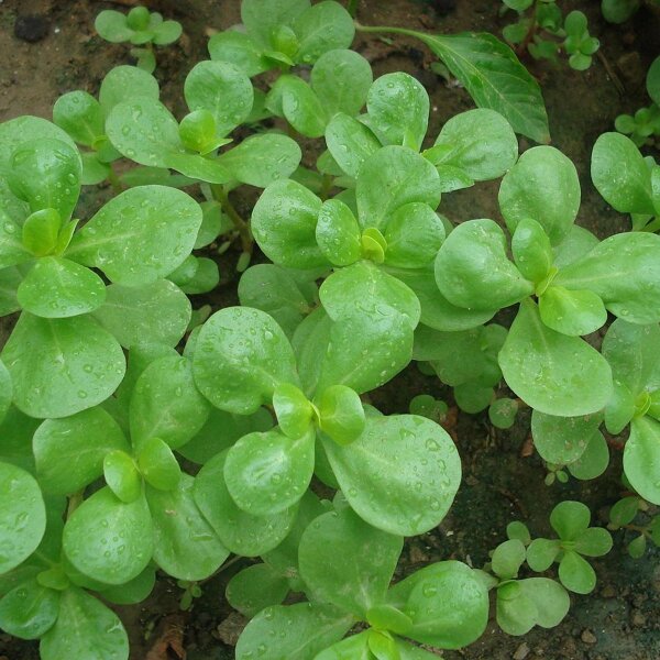 Postelein (Portulaca oleracea var. sativa) bio zaad